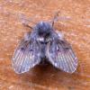 Clogmia albipunctata